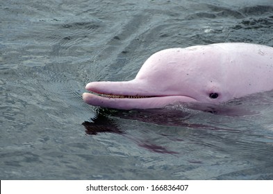 Pink Dolphins