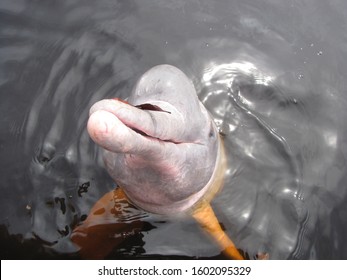 Pink Dolphins In The Brazilian Amazon