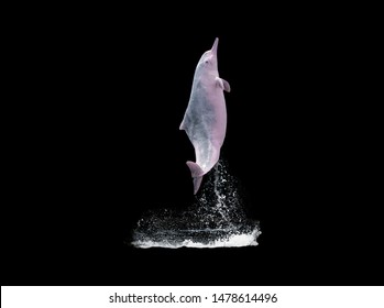 Pink Dolphins Jump Over The Water,isolated On Black Background With Clipping Path