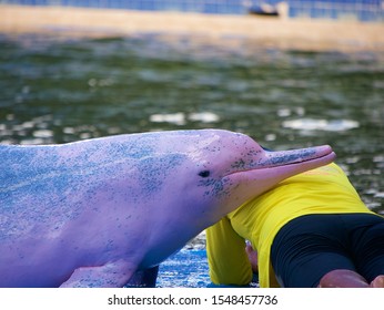 Pink Dolphins Are Showing Their Talents.