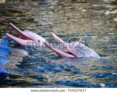 Pink Dolphins swim in pairs.