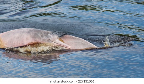 Pink Dolphins Swims In The Amazon River, Pacaya Samiria National Reserve, Loreto,Iquitos, Peru