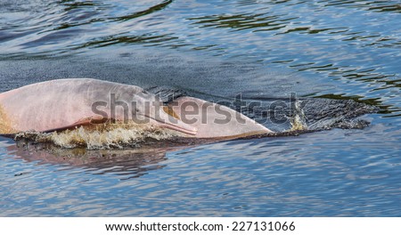 Pink dolphins swims in the Amazon River, Pacaya Samiria National reserve, Loreto,Iquitos, Peru