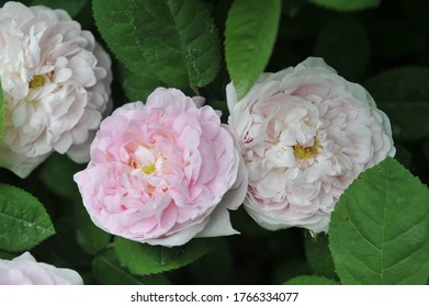 Pink double Alba rose Maiden's Blush flowers in a garden in June 2009