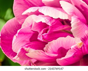 pink Double Early tulip close-up in a green flower bed on a beautiful sunny spring day. background for designers, artists, computer desktop