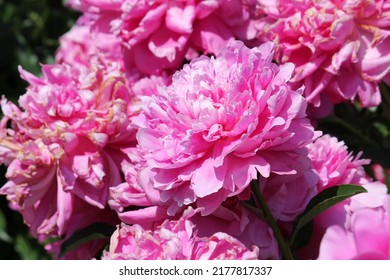 Pink Double Flowers Of Paeonia Lactiflora (cultivar Princess Margaret). Flowering Peony Plant In Summer Garden