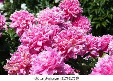 Pink Double Flowers Of Paeonia Lactiflora (cultivar Princess Margaret). Flowering Peony Plant In Summer Garden