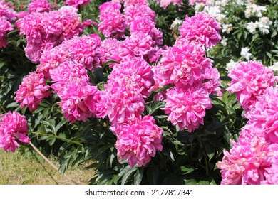 Pink Double Flowers Of Paeonia Lactiflora (cultivar Princess Margaret). Flowering Peony Plant In Summer Garden