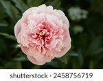Pink double peony Etched salmon bloomed in summer