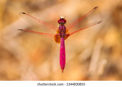 pink dragon fly top view with pink eyes and thing long wings flying and feeding on a dry plant with dry leaves in the background. landscape mode.