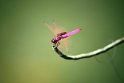 Pink Dragonfly On The Stick