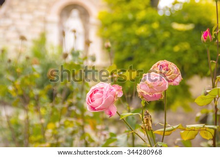 Pink drying roses in a garden with blurred background and a saint or Blessed Virgin mary statue in the background out of focus, with copy space for text