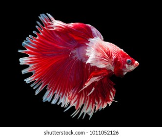 Pink Dumbo Betta,Gold Big Ears HMPK,Multi Color Siamese Fighting Fish(Rosetail-halfmoon),fighting Fish,Betta Splendens,on Black Background