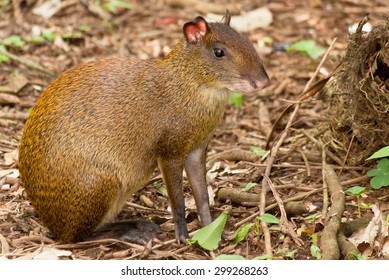 Pink Eared Agouti