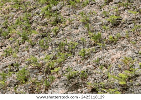 Pink Earth Lichen, Dibaeis baeomyces, a fruticose lichen