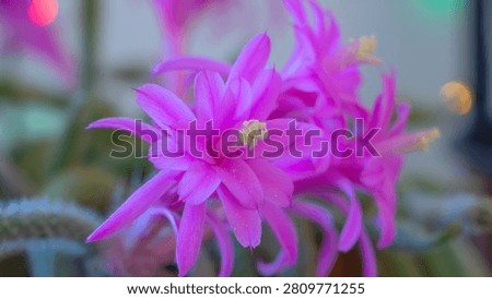 Pink easter cactus flowers blooming indoors with soft blurred background.