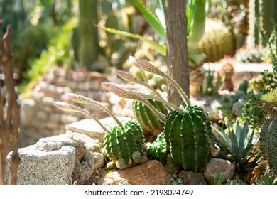 Pink Easter Lily Cactus In Bloom In A Community Garden During Summer With Flowers Reaching Towards The Sun Near A Stone Wall