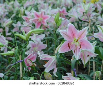 Pink Easter Lily Flower (Lilium Longiflorum) In The Garden