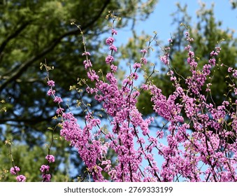 A pink Eastern Redbud Tree in bloom in a garden on a warm early spring day.