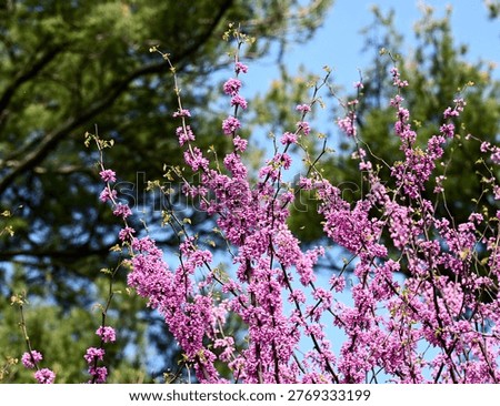 A pink Eastern Redbud Tree in bloom in a garden on a warm early spring day.