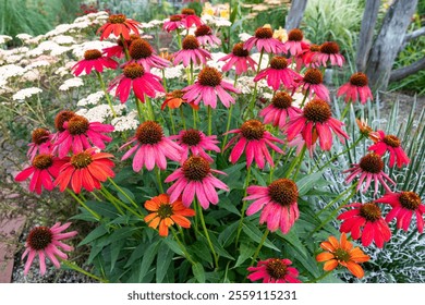 Pink echinacea flowers blooming vibrantly in a summer garden. - Powered by Shutterstock