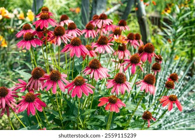 Pink echinacea flowers blooming vibrantly in a summer garden. - Powered by Shutterstock