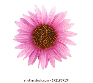 A pink echinacea purpurea flower head isolated white