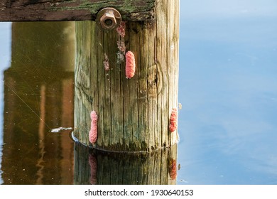 Pink Eggs Island Apple Snail Pomacea Stock Photo 1930640153 | Shutterstock