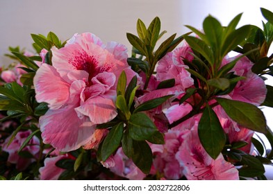 Pink Encore Azalea Autumn Belle Flower In The Garden