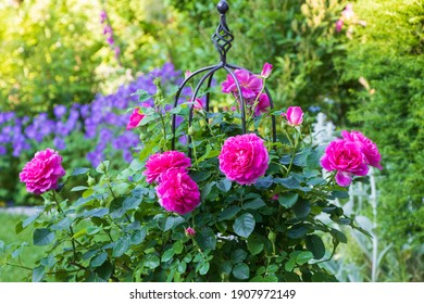 Pink English Rose Princess Anne In Summer Garden