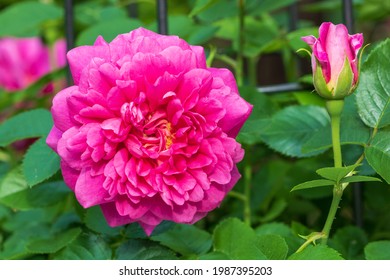 Pink English Rose Princess Anne Macro