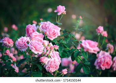 Pink English Roses Blooming In The Summer Garden, One Of The Most Fragrant Flowers, Best Smelling, Beautiful And Romantic Flowers