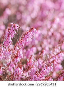 Pink Erica carnea flowers, winter Heath, in the garden in early spring. Floral background, botanical concept