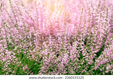 Similar – Image, Stock Photo pink flowers of calluna vulgaris in a field at sunset