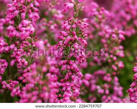 pink erica tetralix beautiful flower background