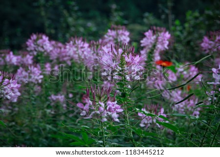 pink erythrocyte flowers 