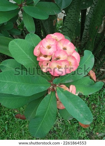 pink euphorbia flower. Flowering of euphorbiaceae, beautiful pink flourish and green leaves. Close up of Crown of thorns or Christ Thorn flower - Euphorbia milli - red color on green leaf. 