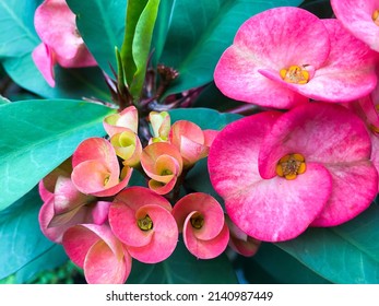 Pink Euphorbia Flower, Thorny Flower,