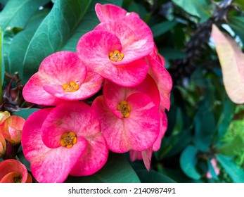 Pink Euphorbia Flower, Thorny Flower,