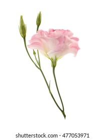 Two Pale Pink Flowers Isolated On Stock Photo (Edit Now) 316623179