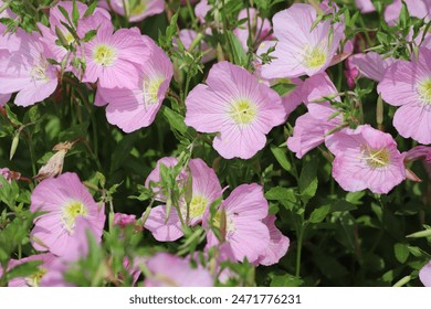 Pink Evening Primrose, Oenothera speciosa Pink Ladies. Close up. - Powered by Shutterstock