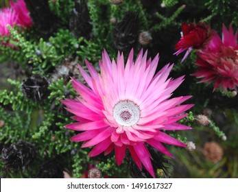 Pink Everlasting Wild Fynbos Flower (Phaenocoma Prolifera). Typical For South Africa's Biodiverse Cape Floral Kingdom And Cape Floristic Region. Typical Endemic Indigenous Fynbos Biome Vegetation. 