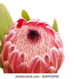 Pink exotic protea flower, cultivated as a cutflower isolated on white background

 - Shutterstock ID 2049934943