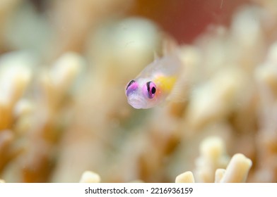 Pink Eye Goby Fish On Coral