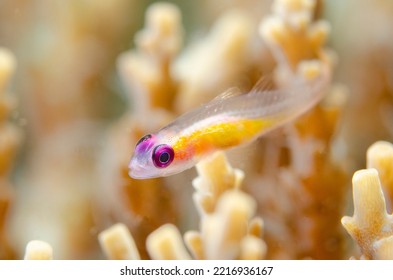 Pink Eye Goby Fish On Coral