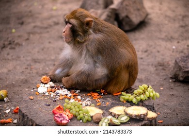 Pink Faced Japanese Macaque. Snow Monkey