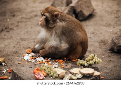 Pink Faced Japanese Macaque. Snow Monkey