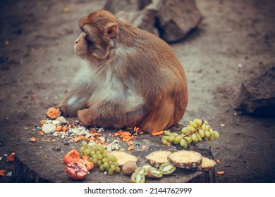 Pink Faced Japanese Macaque. Snow Monkey