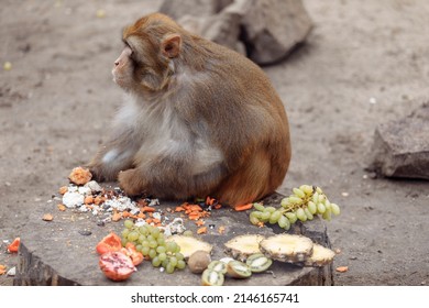 Pink Faced Japanese Macaque. Snow Monkey