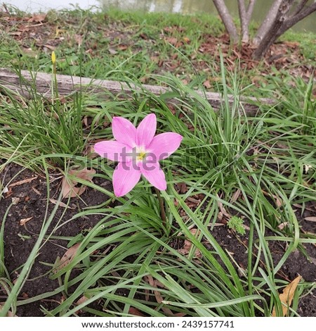 
Pink Fairy Lily. Rain Lily, Zephyr Flower or Zephyranthes flower with its green leaf